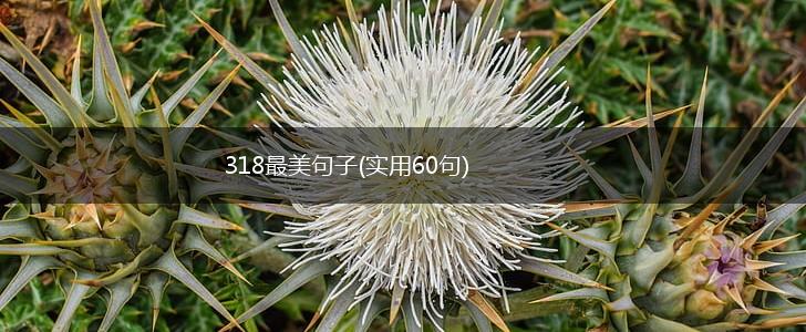 318最美句子(实用60句),第1张