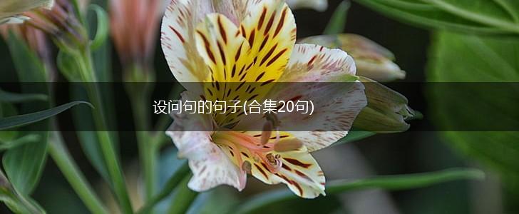 设问句的句子(合集20句),第1张