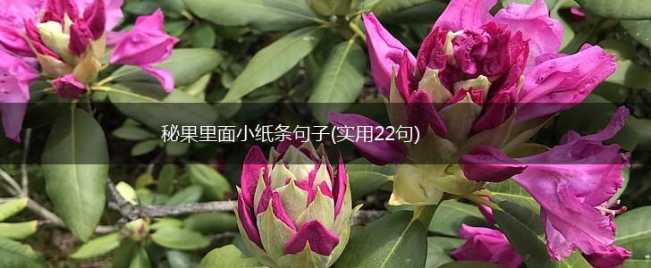 秘果里面小纸条句子(实用22句),第1张