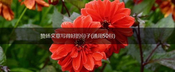 赞扬文章写得好的句子(通用50句),第1张