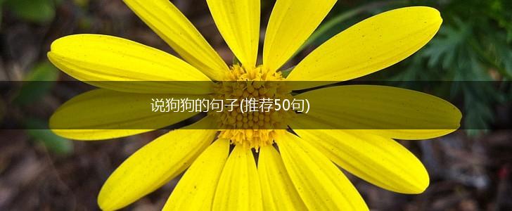 说狗狗的句子(推荐50句),第1张