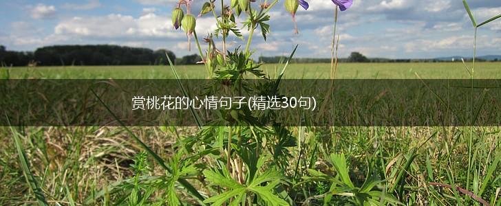 赏桃花的心情句子(精选30句),第1张