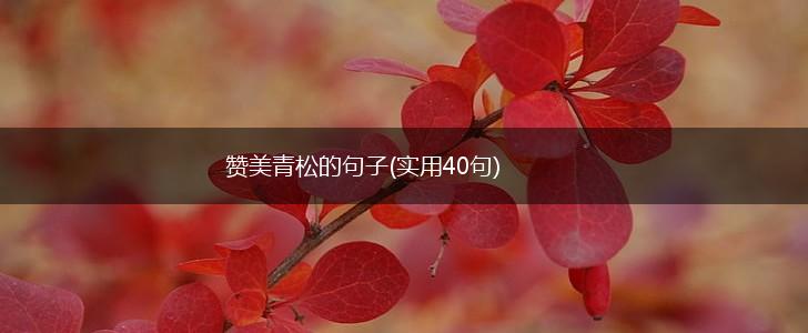 赞美青松的句子(实用40句),第1张