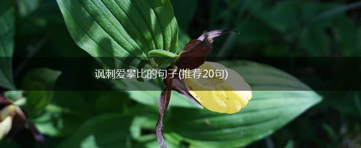 讽刺爱攀比的句子(推荐20句),第1张