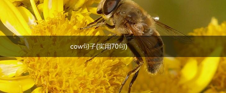 cow句子(实用70句),第1张