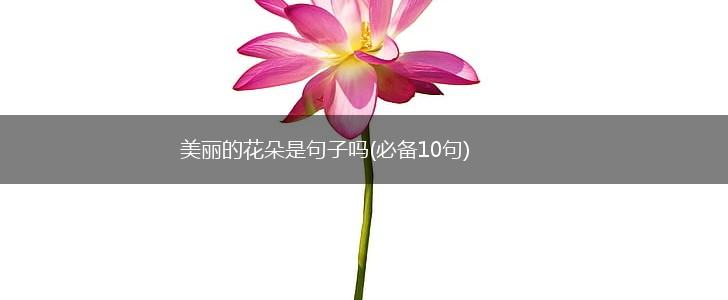 美丽的花朵是句子吗(必备10句),第1张