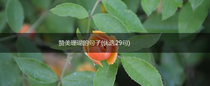 赞美珊瑚的句子(优选29句),第1张