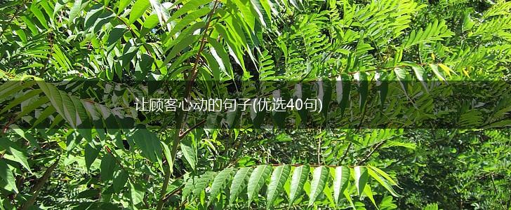 让顾客心动的句子(优选40句),第1张