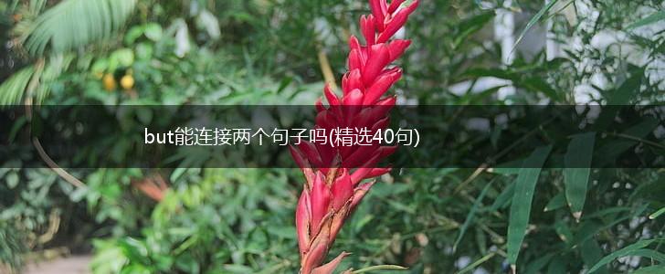 but能连接两个句子吗(精选40句),第1张