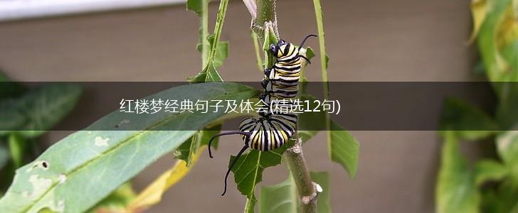 红楼梦经典句子及体会(精选12句),第1张