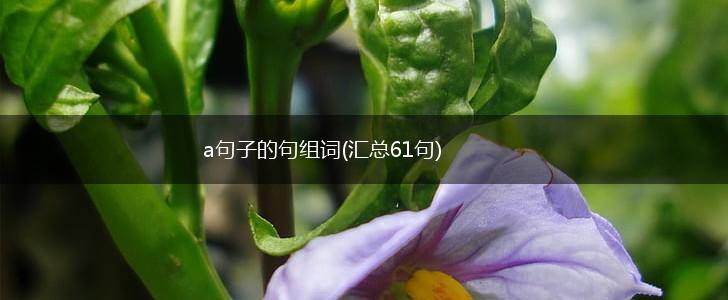 a句子的句组词(汇总61句),第1张