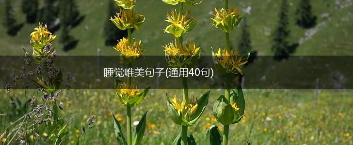 睡觉唯美句子(通用40句),第1张