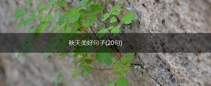 秋天美好句子(20句),第1张