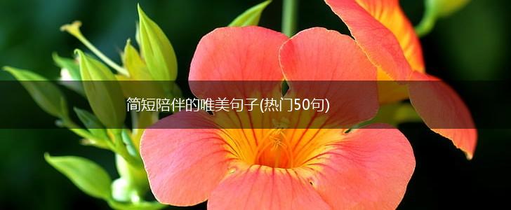 简短陪伴的唯美句子(热门50句),第1张