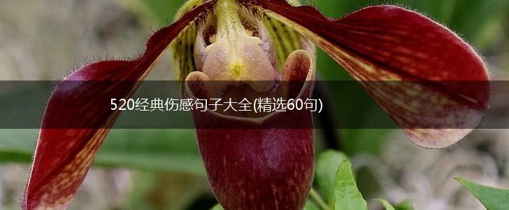 520经典伤感句子大全(精选60句),第1张