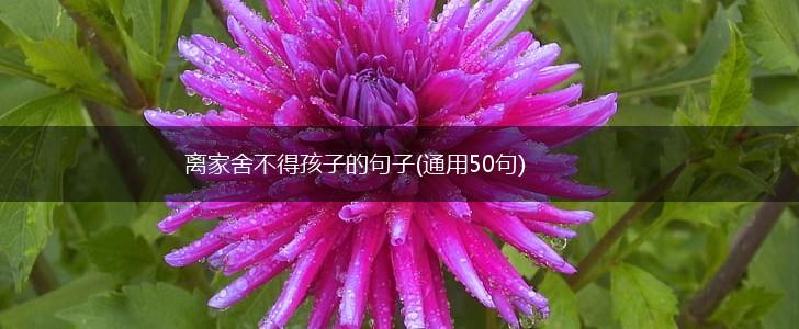 离家舍不得孩子的句子(通用50句),第1张