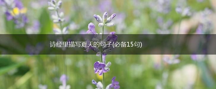 诗经里描写夏天的句子(必备15句),第1张