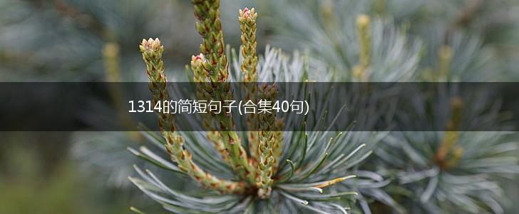 1314的简短句子(合集40句),第1张