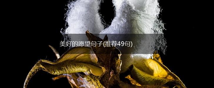 美好的愿望句子(推荐49句),第1张