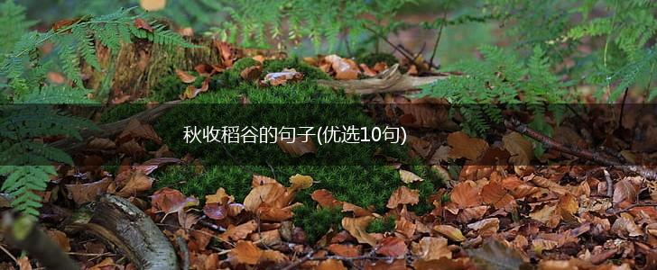 秋收稻谷的句子(优选10句),第1张