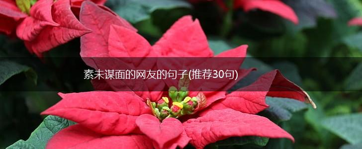 素未谋面的网友的句子(推荐30句),第1张