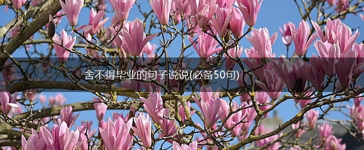 舍不得毕业的句子说说(必备50句),第1张