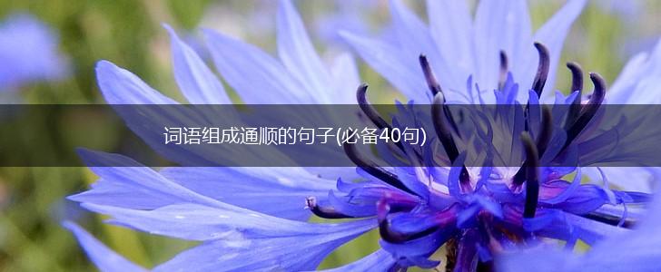词语组成通顺的句子(必备40句),第1张