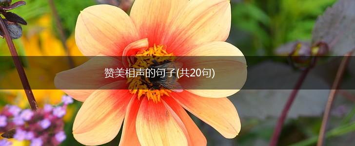赞美相声的句子(共20句),第1张