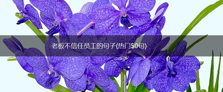 老板不信任员工的句子(热门50句),第1张
