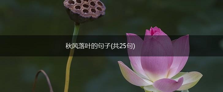秋风落叶的句子(共25句),第1张