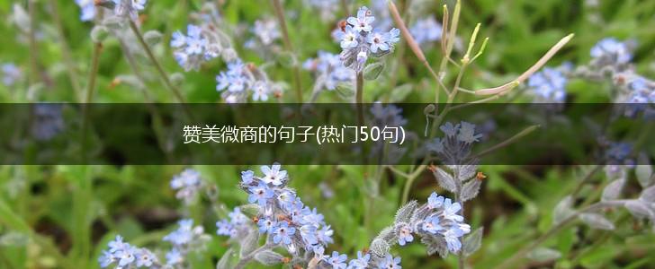 赞美微商的句子(热门50句),第1张