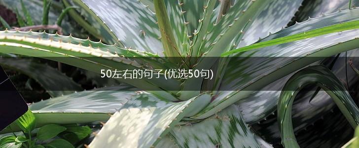 50左右的句子(优选50句),第1张
