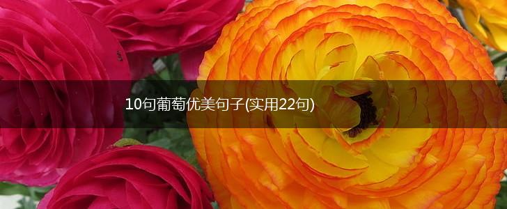 10句葡萄优美句子(实用22句),第1张