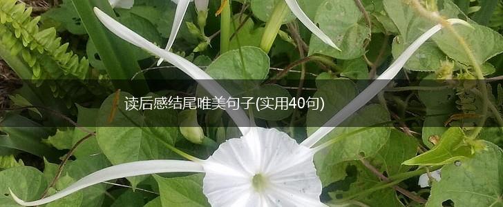 读后感结尾唯美句子(实用40句),第1张