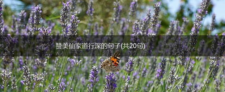 赞美仙家道行深的句子(共20句),第1张