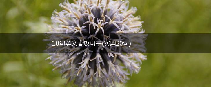 10句英文高级句子(实用20句),第1张