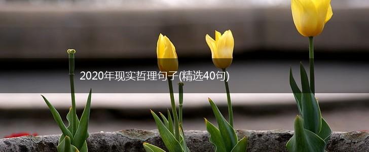2020年现实哲理句子(精选40句),第1张