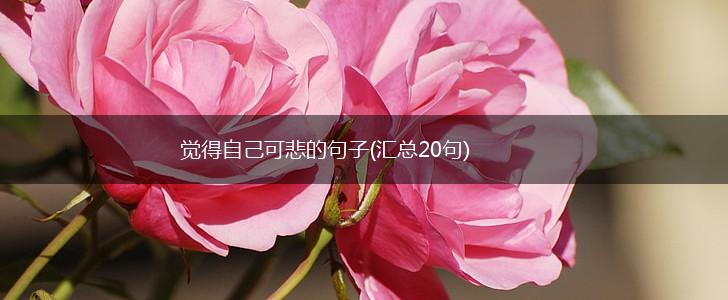 觉得自己可悲的句子(汇总20句),第1张
