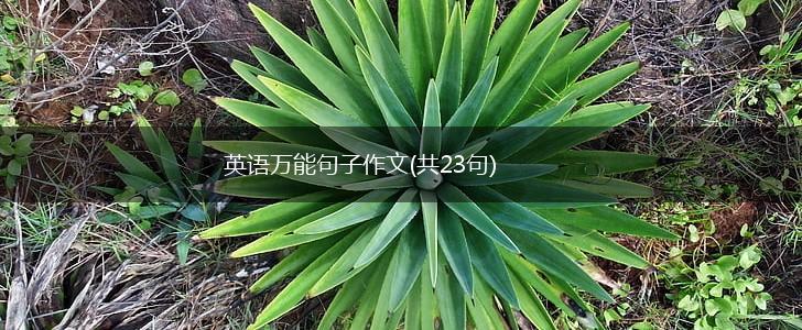 英语万能句子作文(共23句),第1张