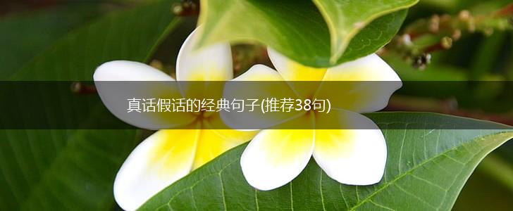 真话假话的经典句子(推荐38句),第1张