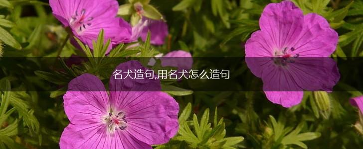名犬造句,用名犬怎么造句,第1张