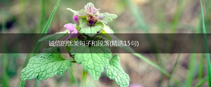 诚信的优美句子和段落(精选15句),第1张