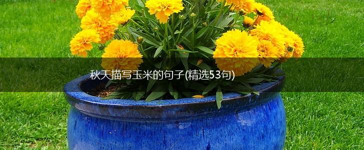 秋天描写玉米的句子(精选53句),第1张