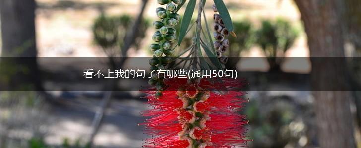 看不上我的句子有哪些(通用50句),第1张