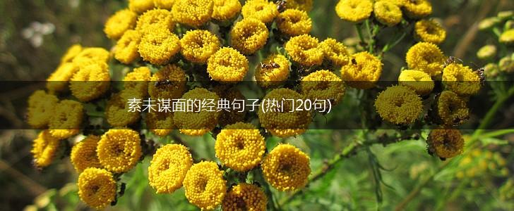素未谋面的经典句子(热门20句),第1张