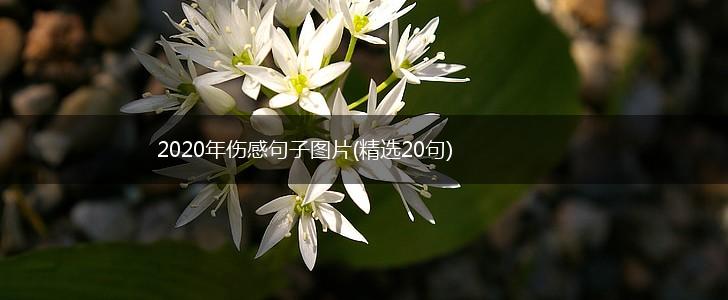 2020年伤感句子图片(精选20句),第1张