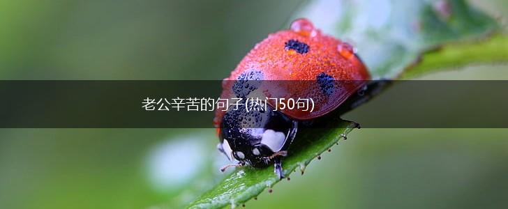 老公辛苦的句子(热门50句),第1张