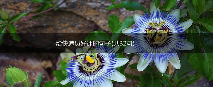 给快递员好评的句子(共32句),第1张