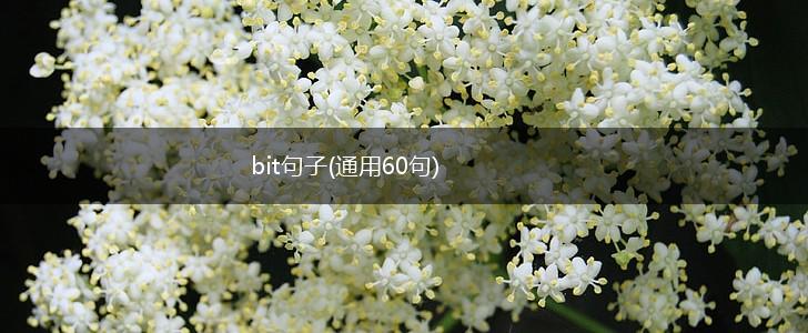 bit句子(通用60句),第1张