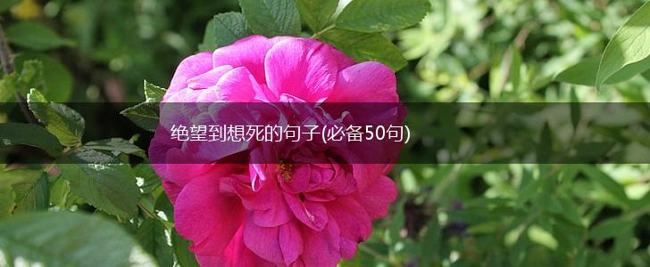 绝望到想死的句子(必备50句),第1张